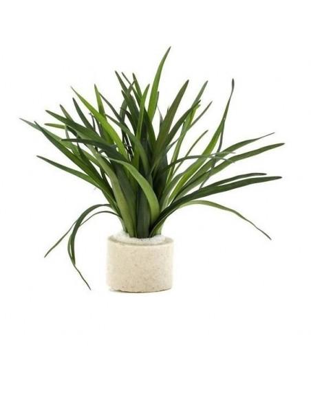 Eriocaulon Sp. Dong Ha  - 1