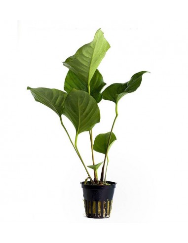 Anubias hastifolia  - 1