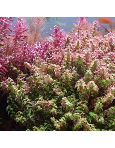 Rotala sp.'Pearl'  - 2