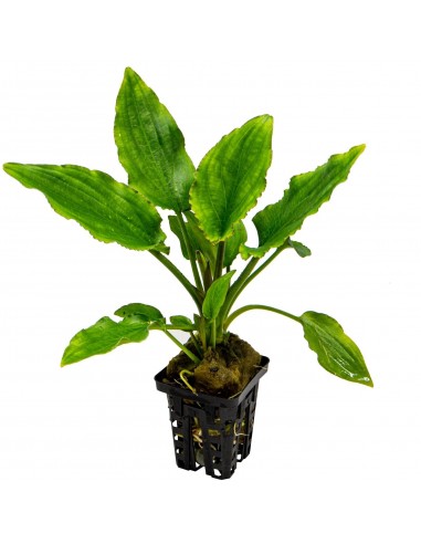 Lagenandra Sp. Green  - 1