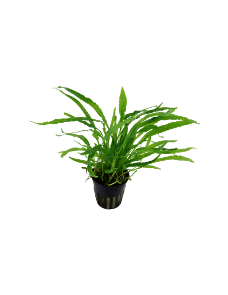 Microsorum minor  - 1