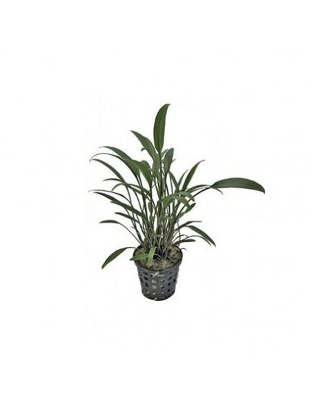 Cryptocoryne amicorum  - 1