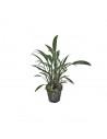 Cryptocoryne amicorum  - 1