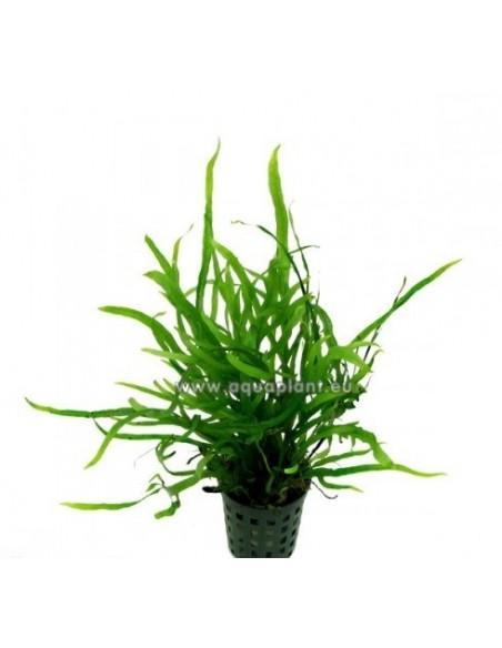 Microsorum Pteropus Trident XXL  - 1