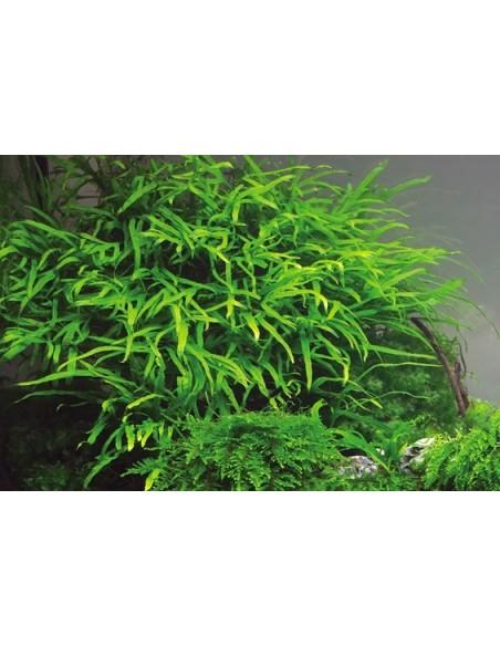 Microsorum Pteropus Trident XXL  - 2
