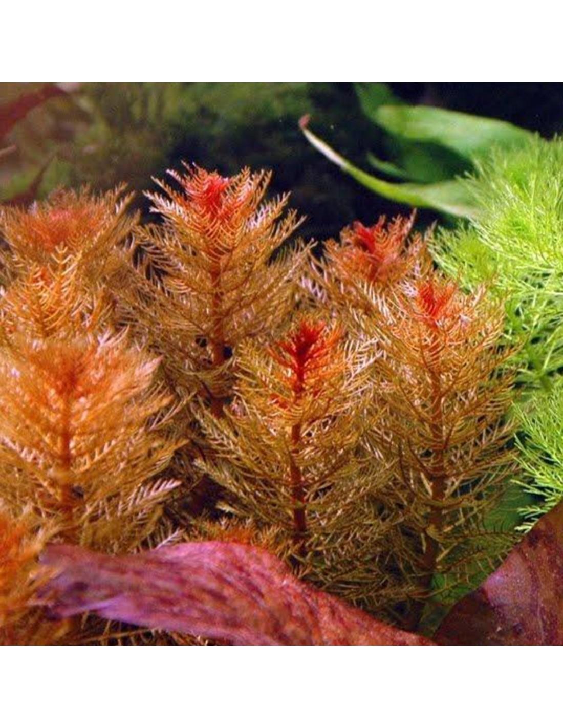 2 Plants Myriophyllum 'Red Stem' - Plante Oxygénante Pour Étang - 15-25cm