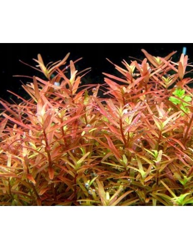 Rotala species 'Yao Yai'  - 2