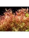 Rotala sp.'Yao Yai'- In Vitro Cup  - 2