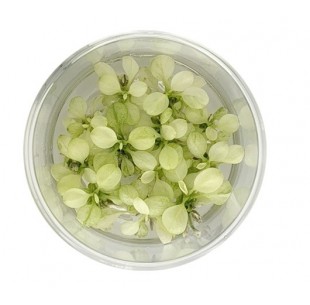 Anubias 'Snow White' - In vitro  - 1