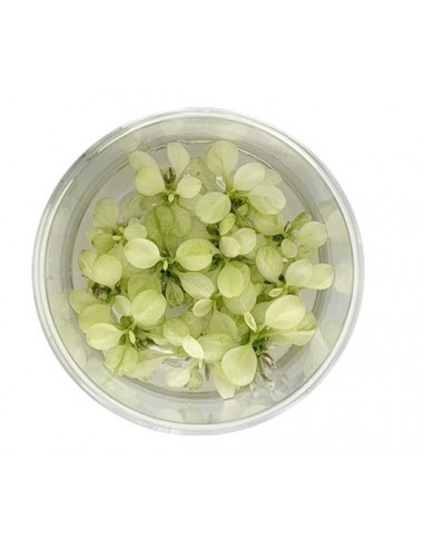 Anubias 'Snow White' - In vitro  - 1