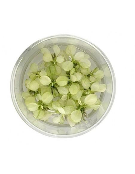 Anubias 'Snow White' - In vitro  - 1