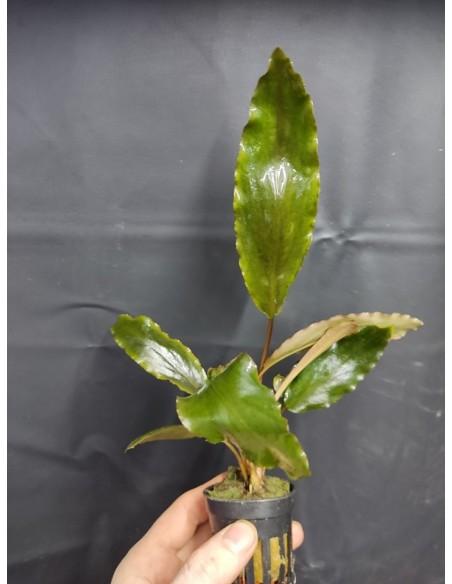 lagenandra sp. keralensis  - 1