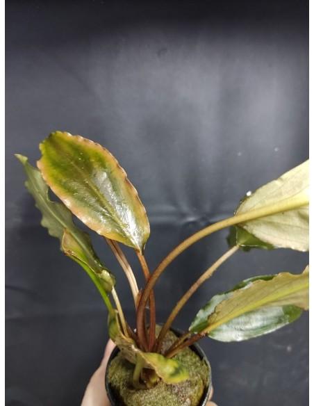 lagenandra sp. keralensis  - 2