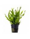 Microsorum sp. "India" green genome  - 1