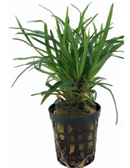 Eriocaulon sp. Vietnam (pot)  - 1