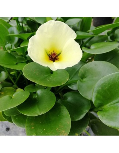 Hydrocleys nymphoides  - 1