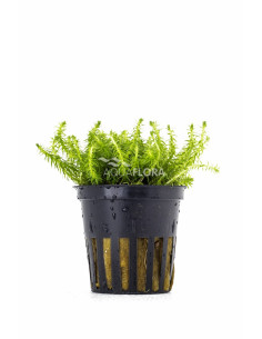 Mayaca fluviatilis  - 2 2