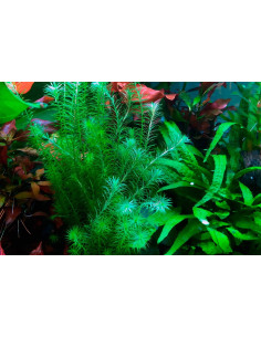 Mayaca fluviatilis  - 2