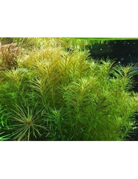Rotala sp. 'Nanjenshan'  - 2