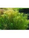 Rotala sp. 'Nanjenshan'  - 2