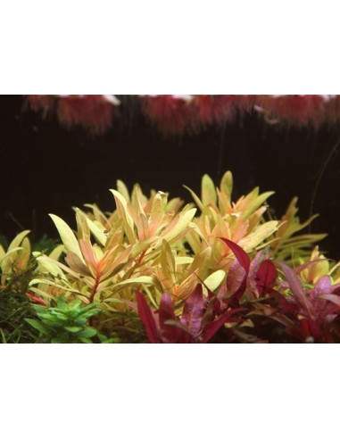 Nesea pedicellata ‘Golden’  - 3