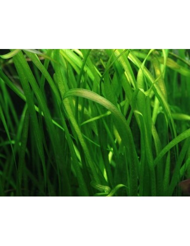 Vallisneria spiralis  - 2