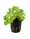 Trichocoronis rivularis Variegatus  - 1