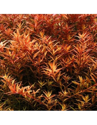 Rotala colorata - In vitro  - 1