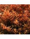 Rotala colorata - In vitro  - 1