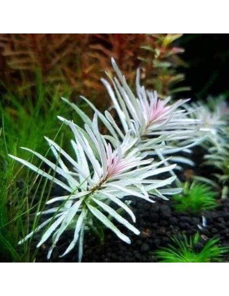 Ludwigia sp. White - In vitro  - 1