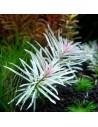 Ludwigia sp. White - In vitro  - 1