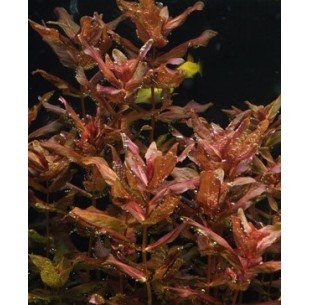 Rotala macrandra - In vitro  - 1