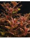 Rotala macrandra - In vitro  - 1