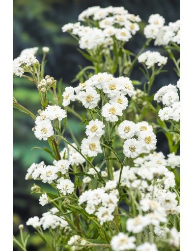 Achillea ptarmica  - 1