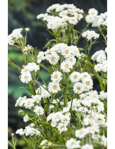 Achillea ptarmica  - 1