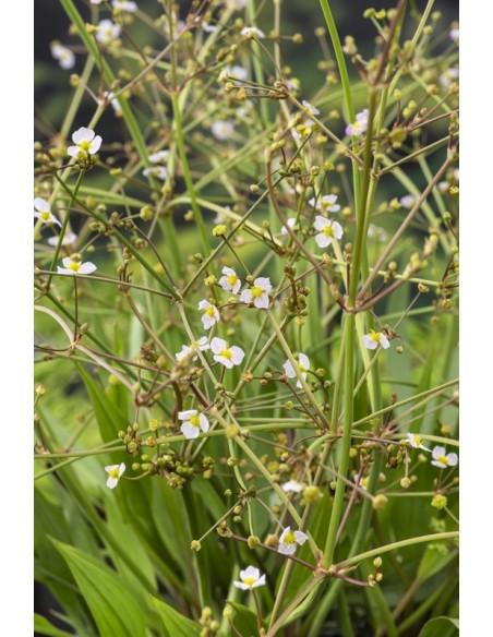Alisma lanceolata  - 1