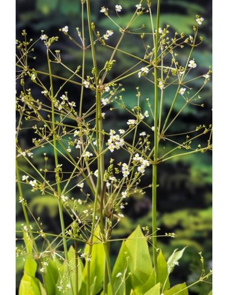 Alisma plantago-aquatica  - 1
