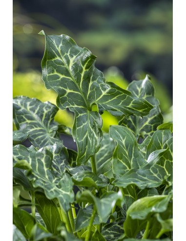 Arum italicum  - 1