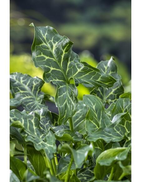 Arum italicum  - 1