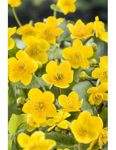 Caltha palustris  - 1