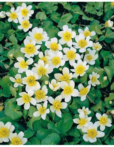 Caltha palustris alba  - 1