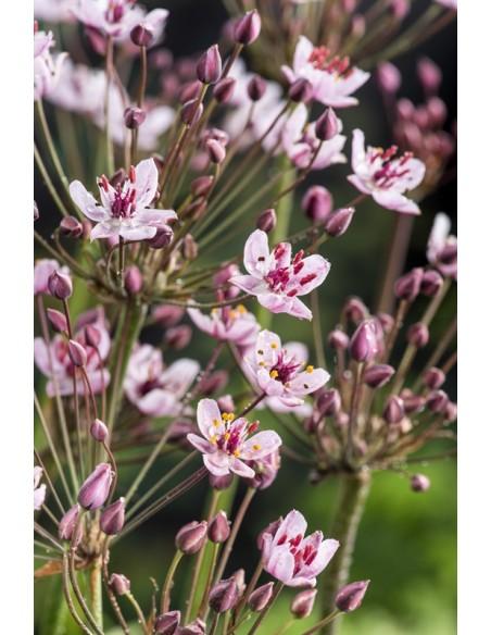 Butomus umbellatus  - 1