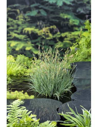 Carex panicea  - 1