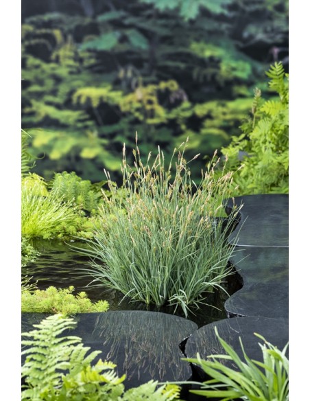 Carex panicea  - 1
