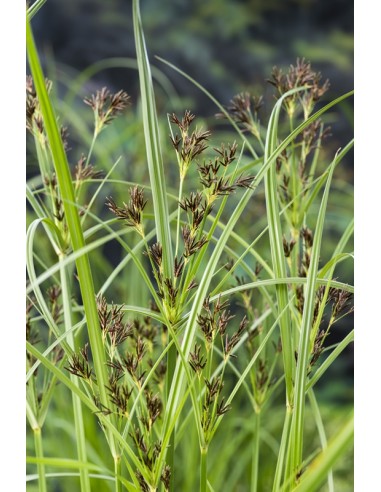 Cyperus longus  - 1