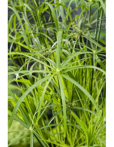 Cyperus alternifolius  - 1