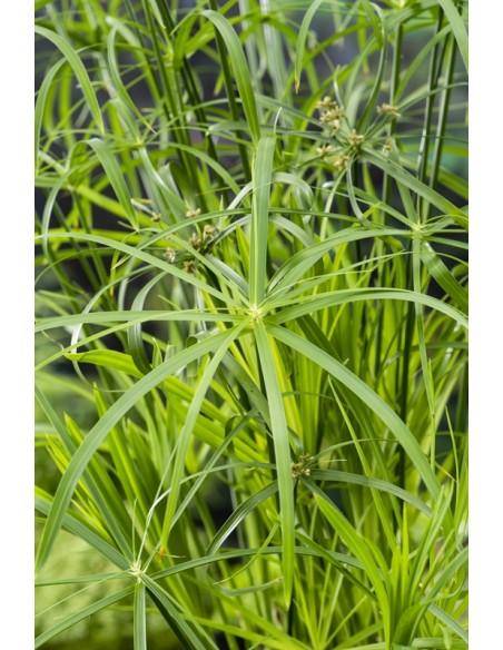 Cyperus alternifolius  - 1