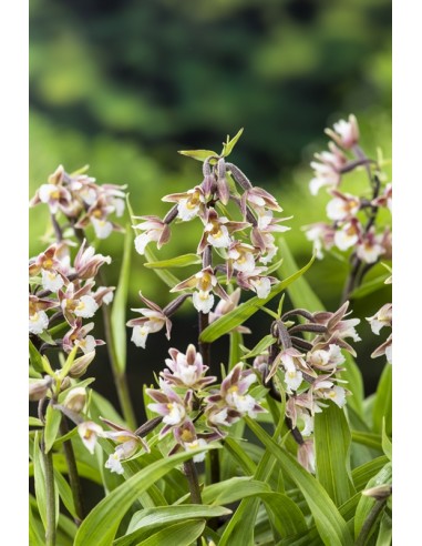 Epipactis Palustris  - 1