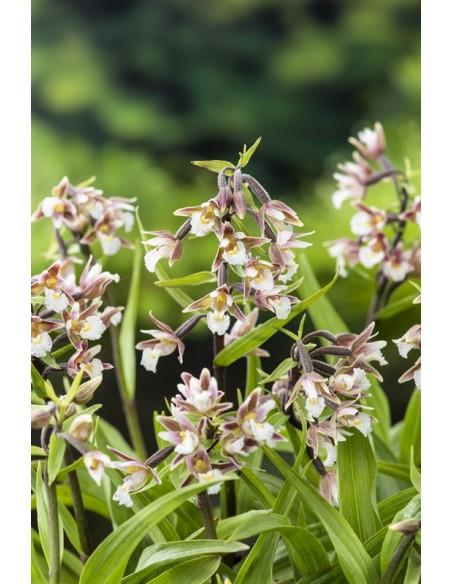 Epipactis Palustris  - 1