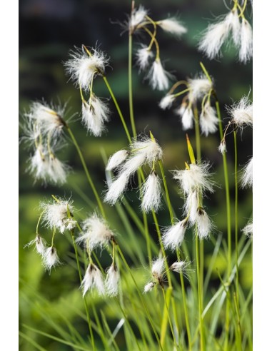 Eriophorum angustifolium  - 1